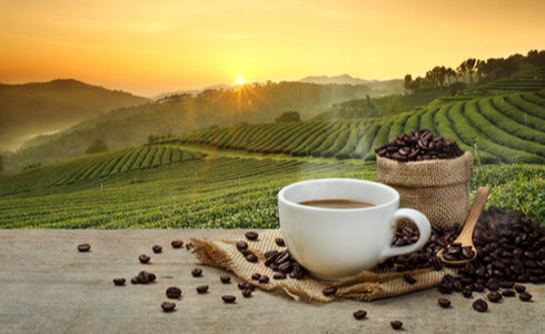 Things To Do In Yercaud - Coffee plantations