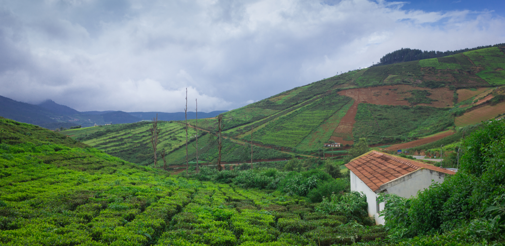 Tea Plantations at Coorg