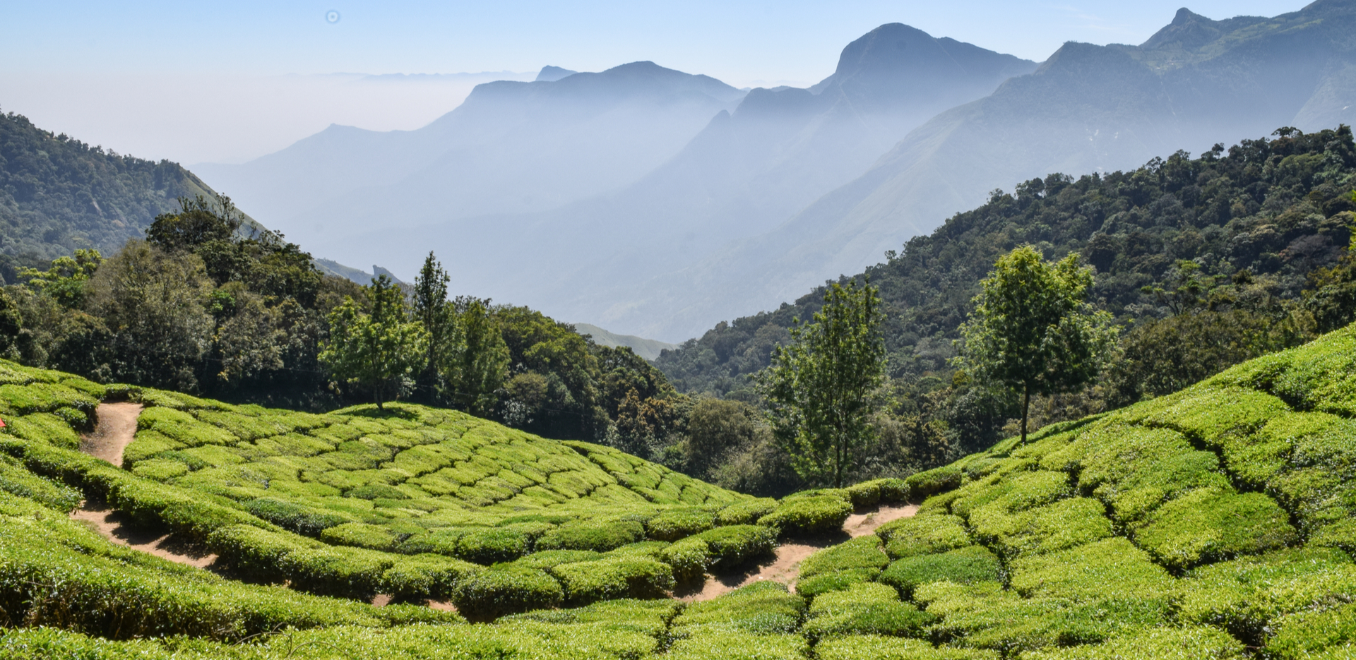 tea fields