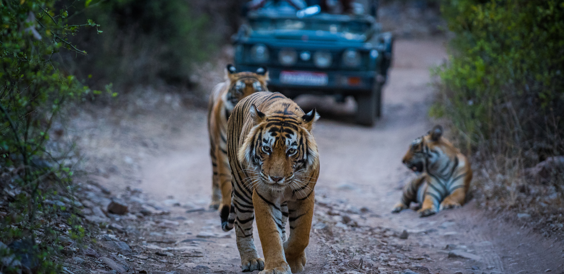 jungle safari at gir