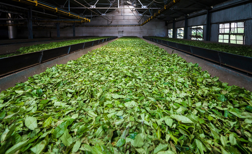 Things to do in Thekkady - Tea Factories