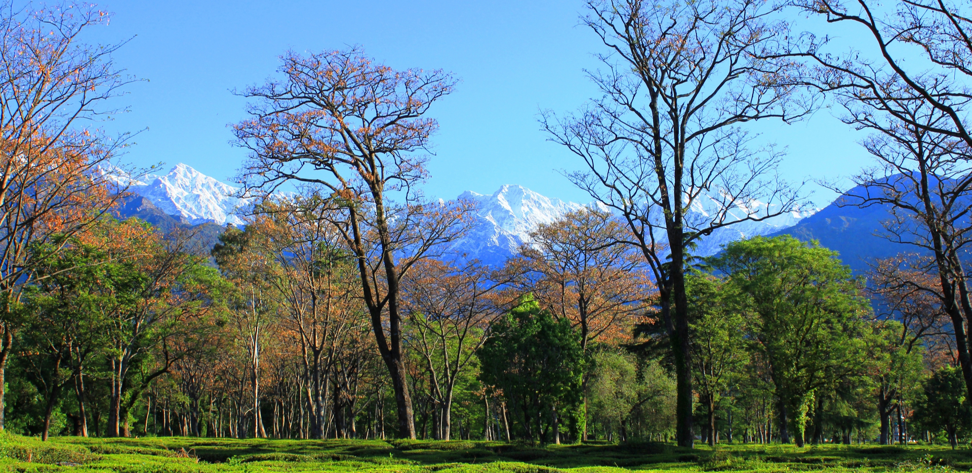 Kangra valley tea gardens