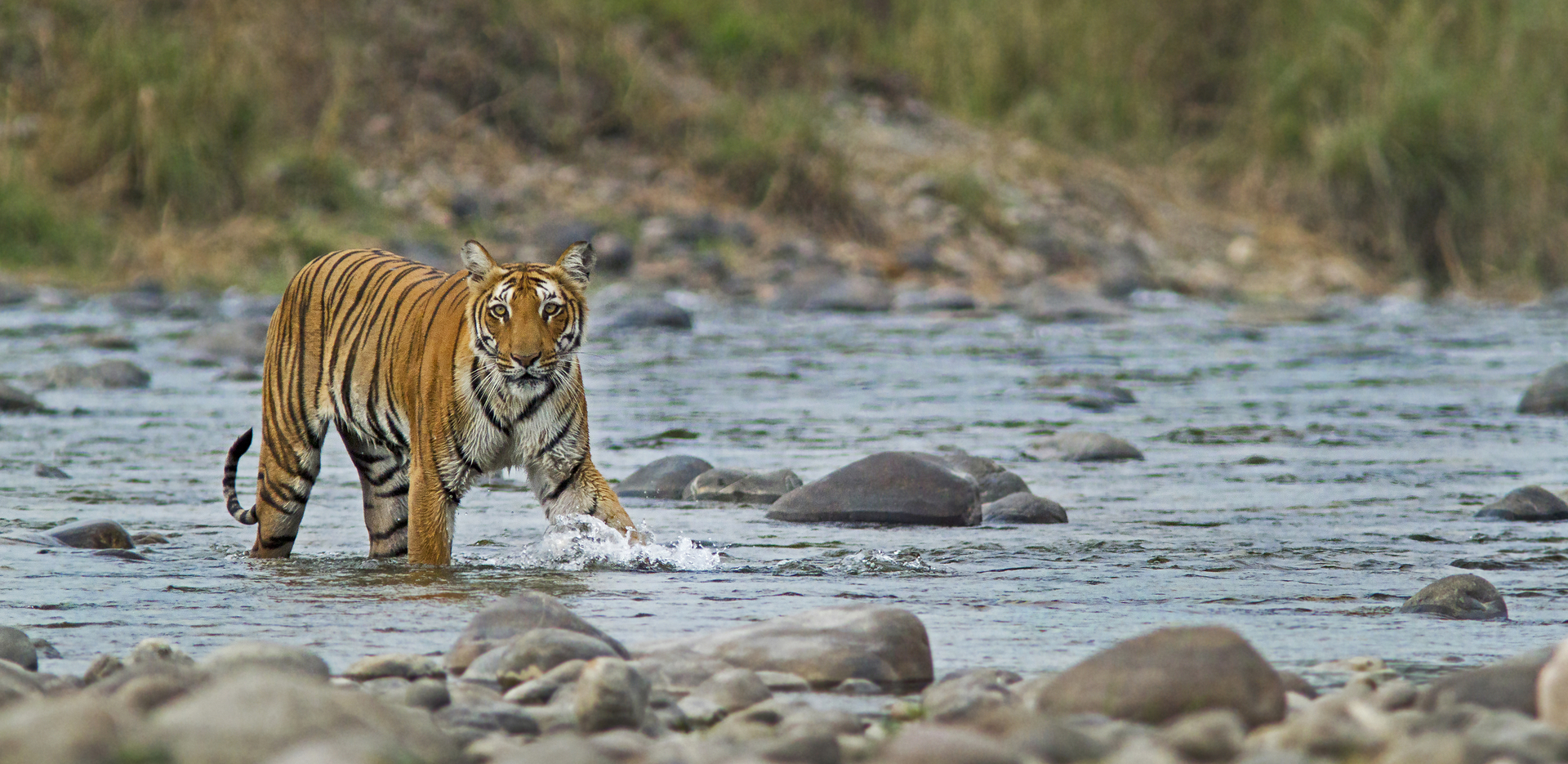 Tiger Crossing a river in Corbett National Park