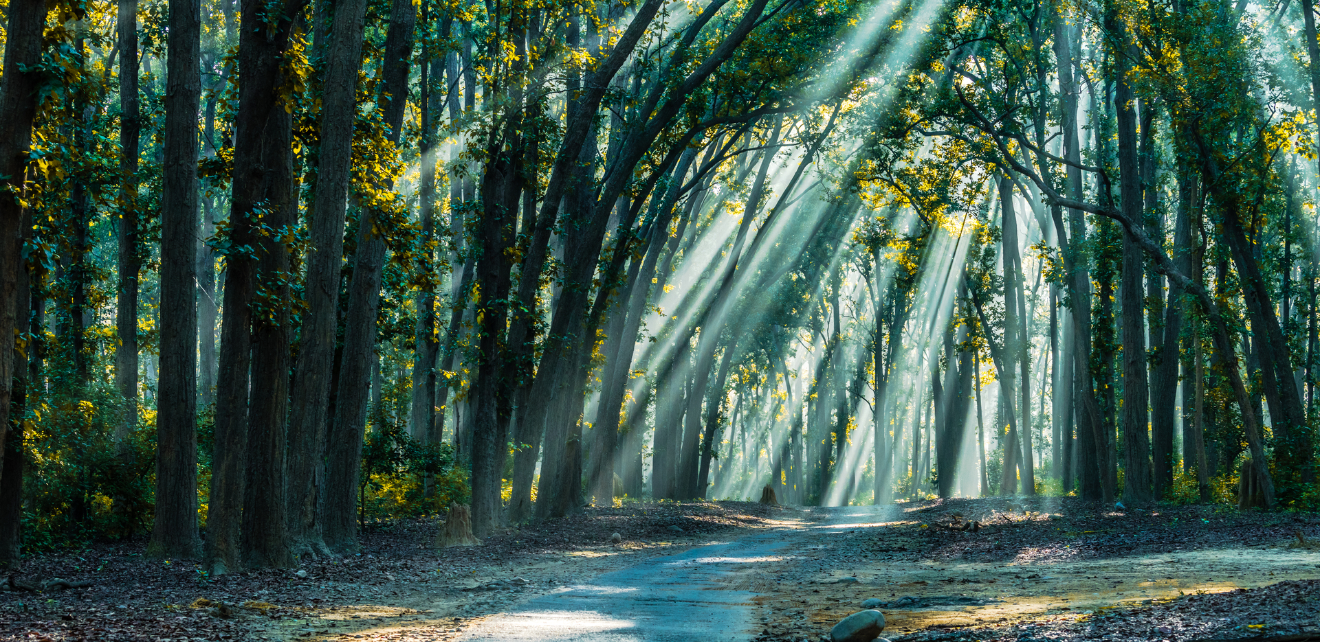 Corbett National Park