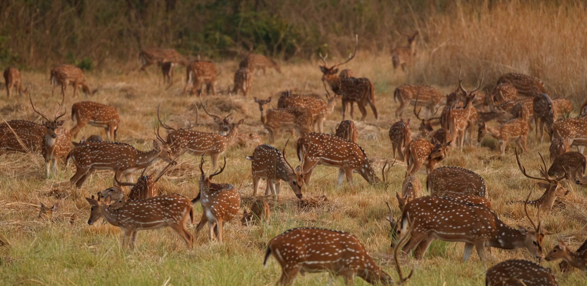 Kanha National Park Trip