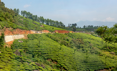 Places To Visit In Munnar - Devikulam