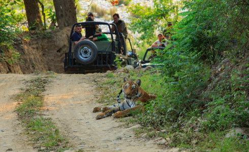 Things To Do In Corbett- Corbett Jungle Safari