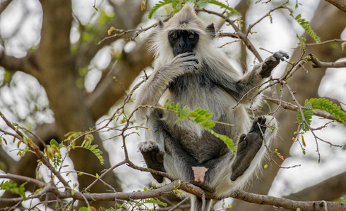 Things to do in Munnar - Chinnar Wildlife Sanctuary