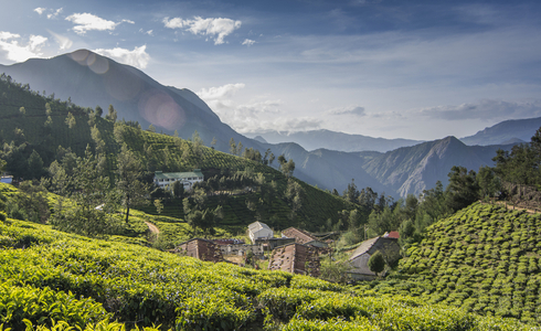 Things to do in Munnar -Tea Estate of Kolukkumalai