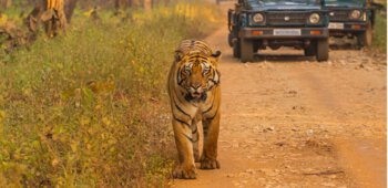 Tiger Reserves in Madhya Pradesh