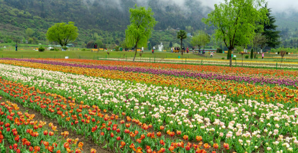 special attractions of srinagar