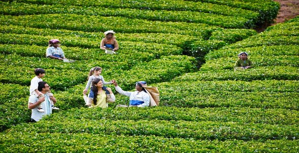 Tea Gardens - Things to do in Tamil Nadu
