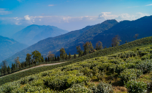 Adventure Activities in Baiguney - Temi Tea Garden