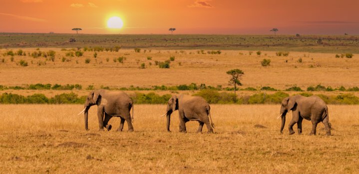 Guide to a Masai Mara Safari