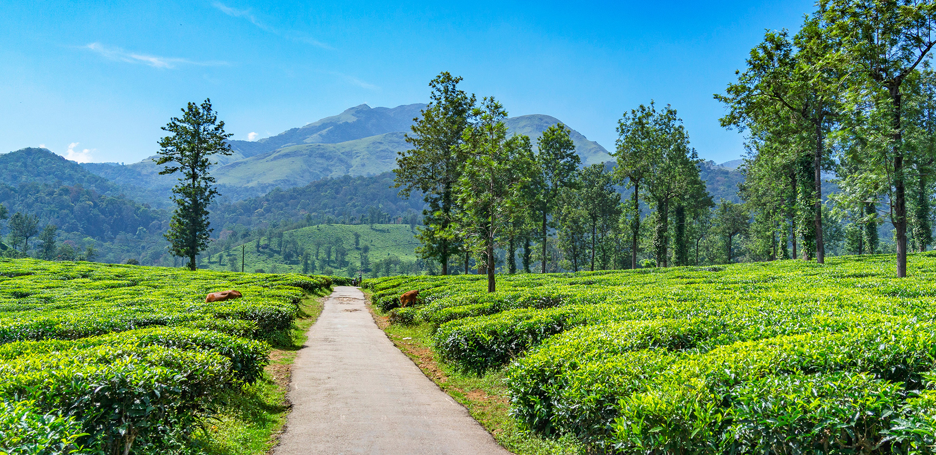 Travel Guide to Wayanad