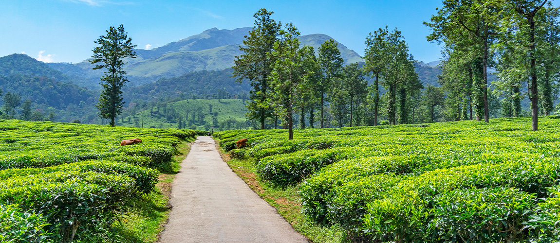 Planning a Wayanad Tour? Here is a Travel Guide for You