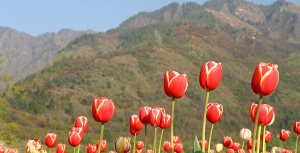 Tulip Festival kashmir
