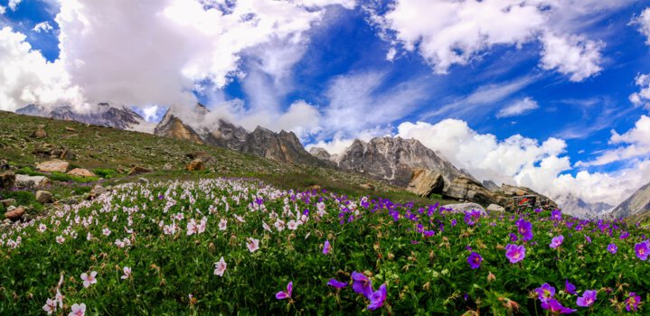 Valley of Flowers set to open on June 1 for Visitors