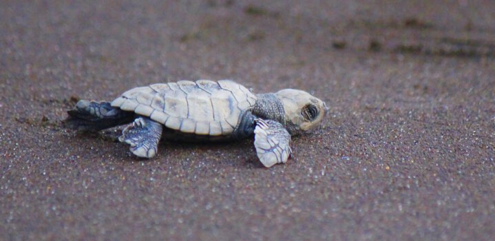 Velas Turtle Festival 2024