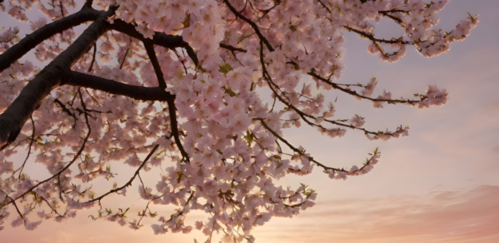 Why You Must Attend the Cherry Blossom Festival in Shillong