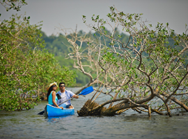 Canoeing Experience in the Backwaters