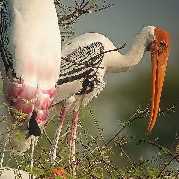 Club Mahindra Bharatpur