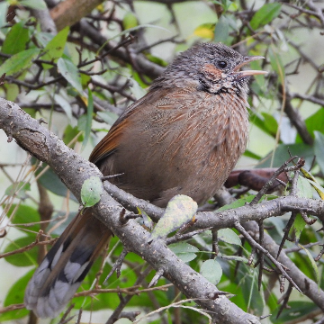 Club Mahindra Dharamshala,Birdwatching,Birding