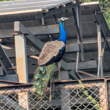 Club Mahindra Assonora