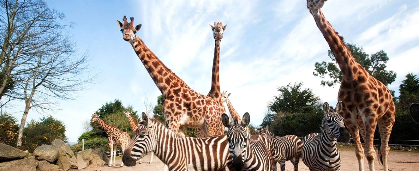 Enjoy Trip Dehiwala Zoo with Your Family