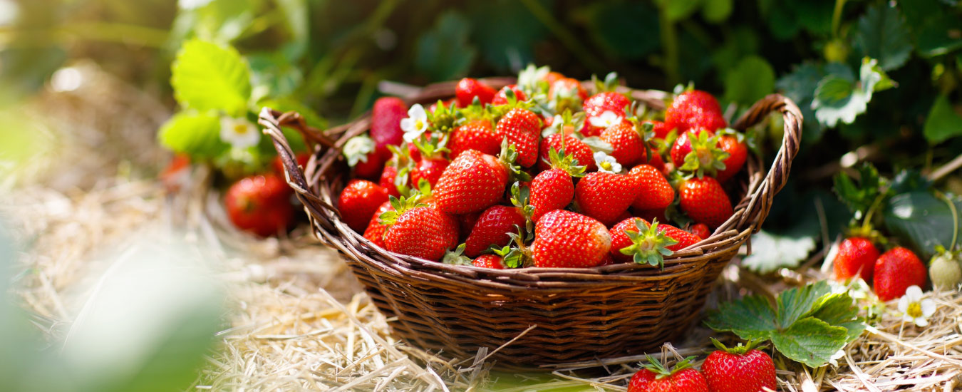 Enjoy the Strawberries Fruit Orchards with Your Family